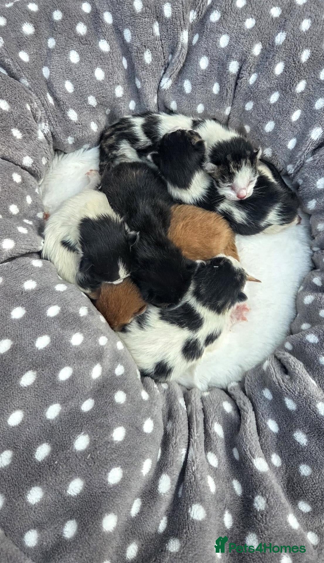 Mixed Breed cats Georgous Kittens Looking For A New Home - Advert 1