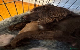 Cocker Spaniel dogs for sale: 3 Red girls looking for home  - Image 13