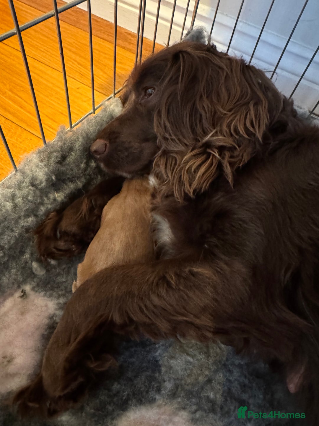 Cocker Spaniel dogs for sale: 3 Red girls looking for home  - Image 13