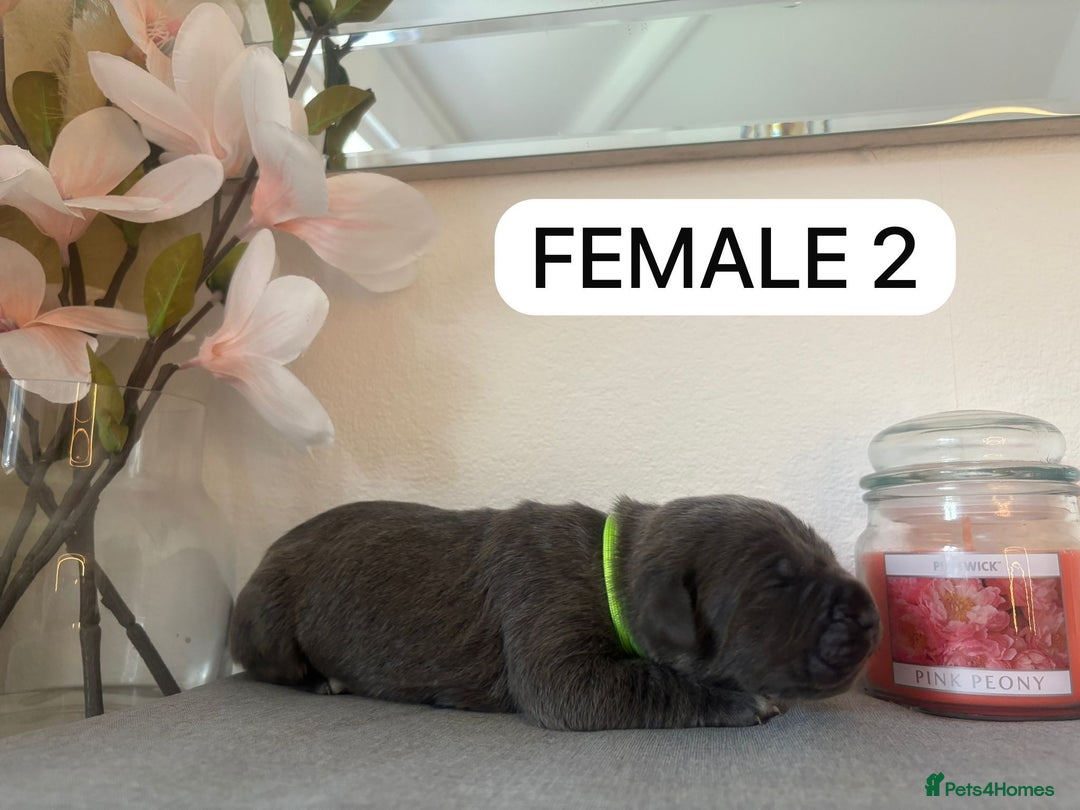 Mixed Breed dogs for sale: Italian Mastiff puppies available  - Image 8