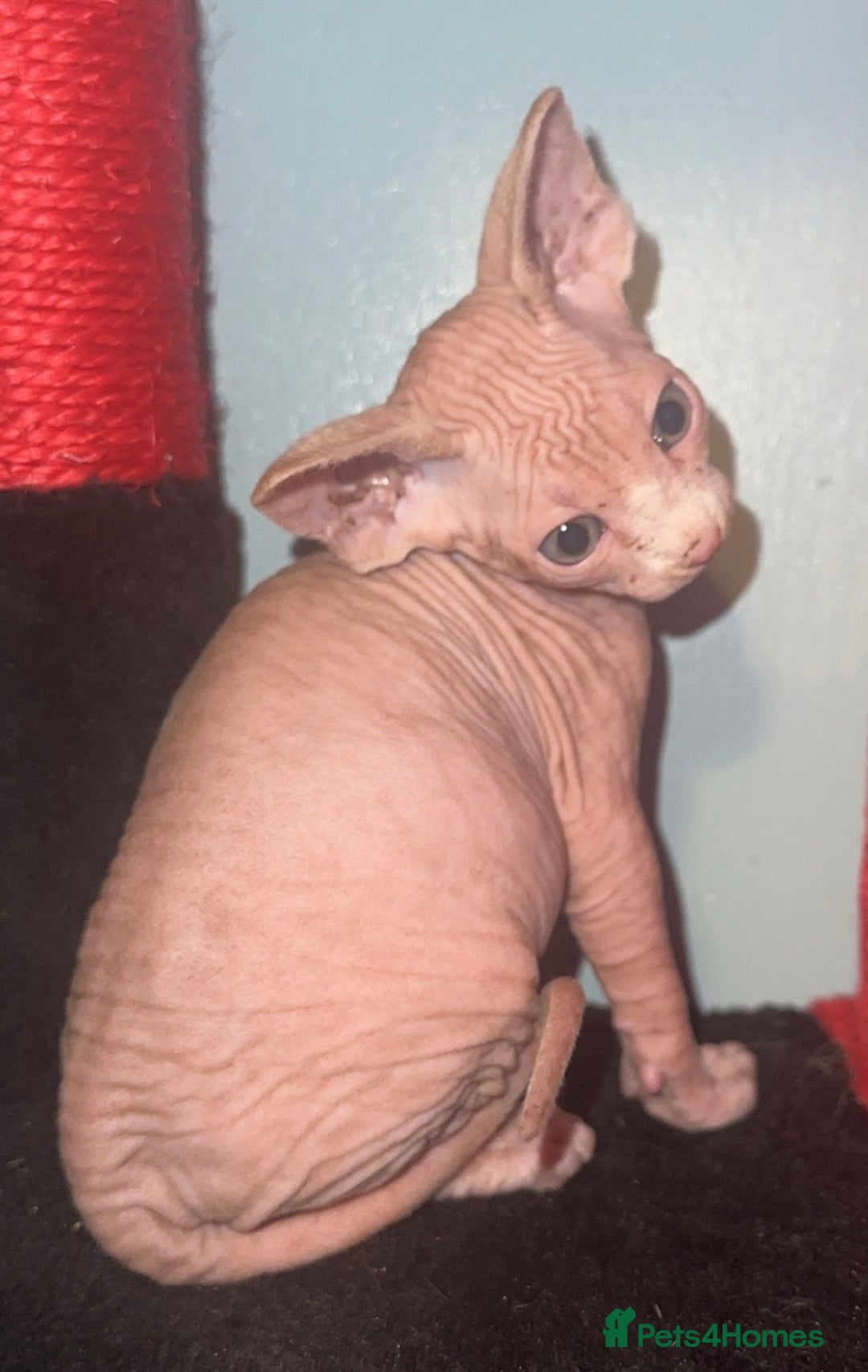 Mixed Breed cats for sale: Sphynx mixed with American curl - Advert 4