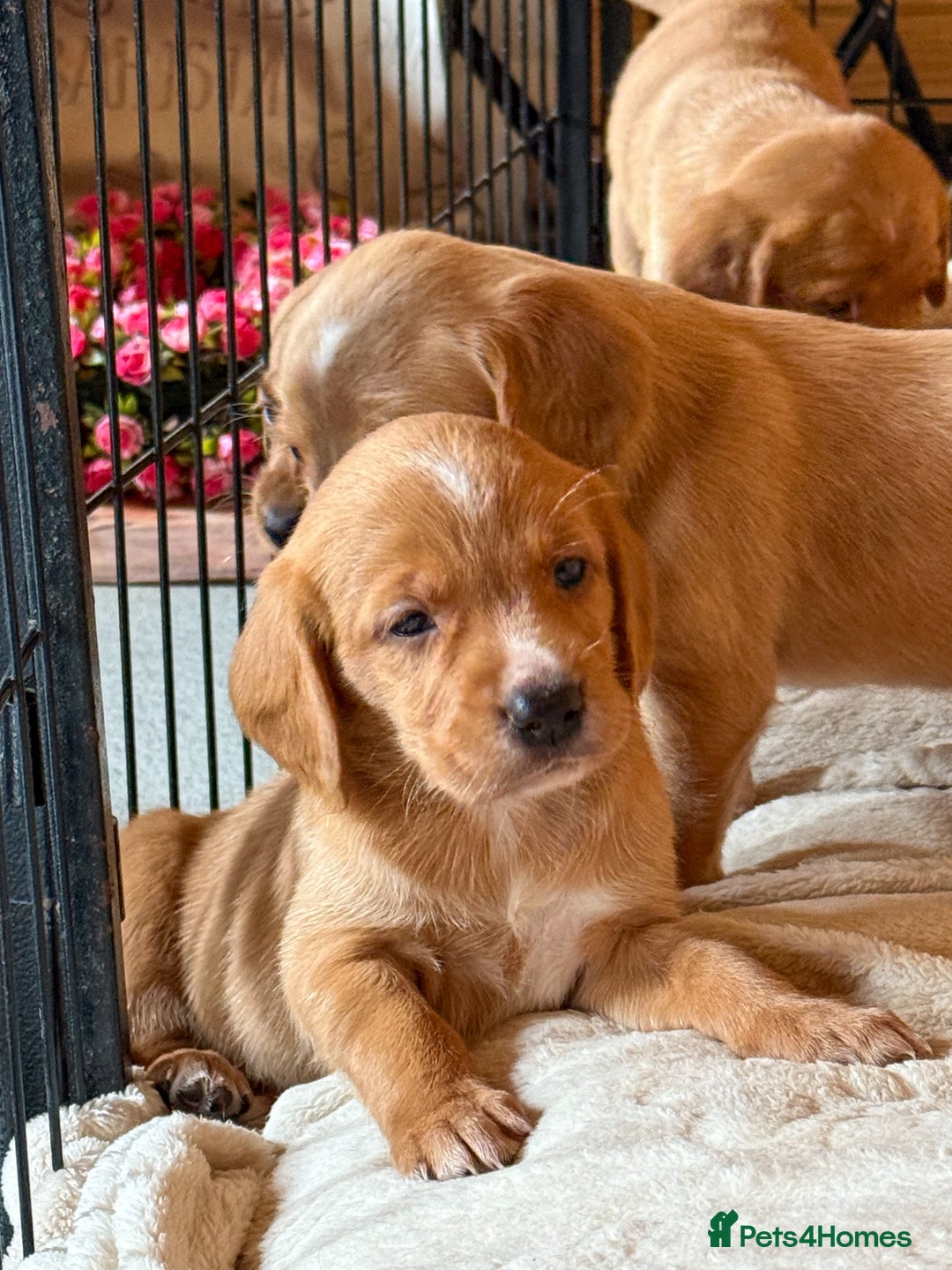 Cockerdor dogs for sale: Beautiful Deep Dark Red Cockerdors Cockadors - Image 5
