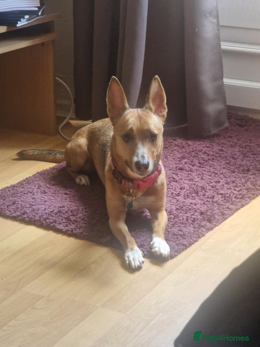 Mixed Breed dogs for adoption: Ariana for Adoption - Image 5