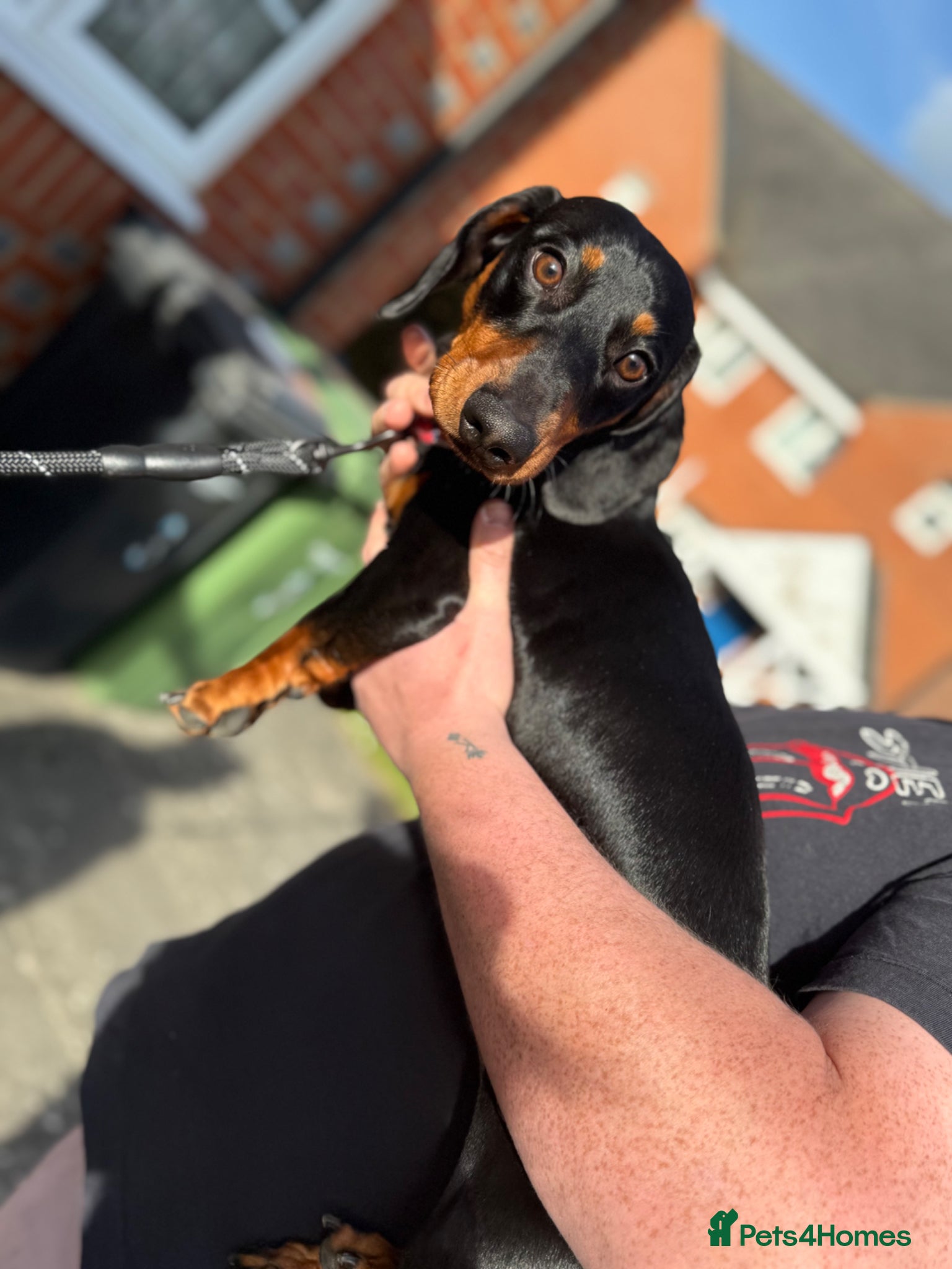 Dachshund dogs Dachshund for sale.  - Advert 18