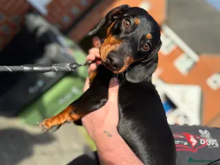 Dachshund dogs Dachshund for sale. - Advert 18