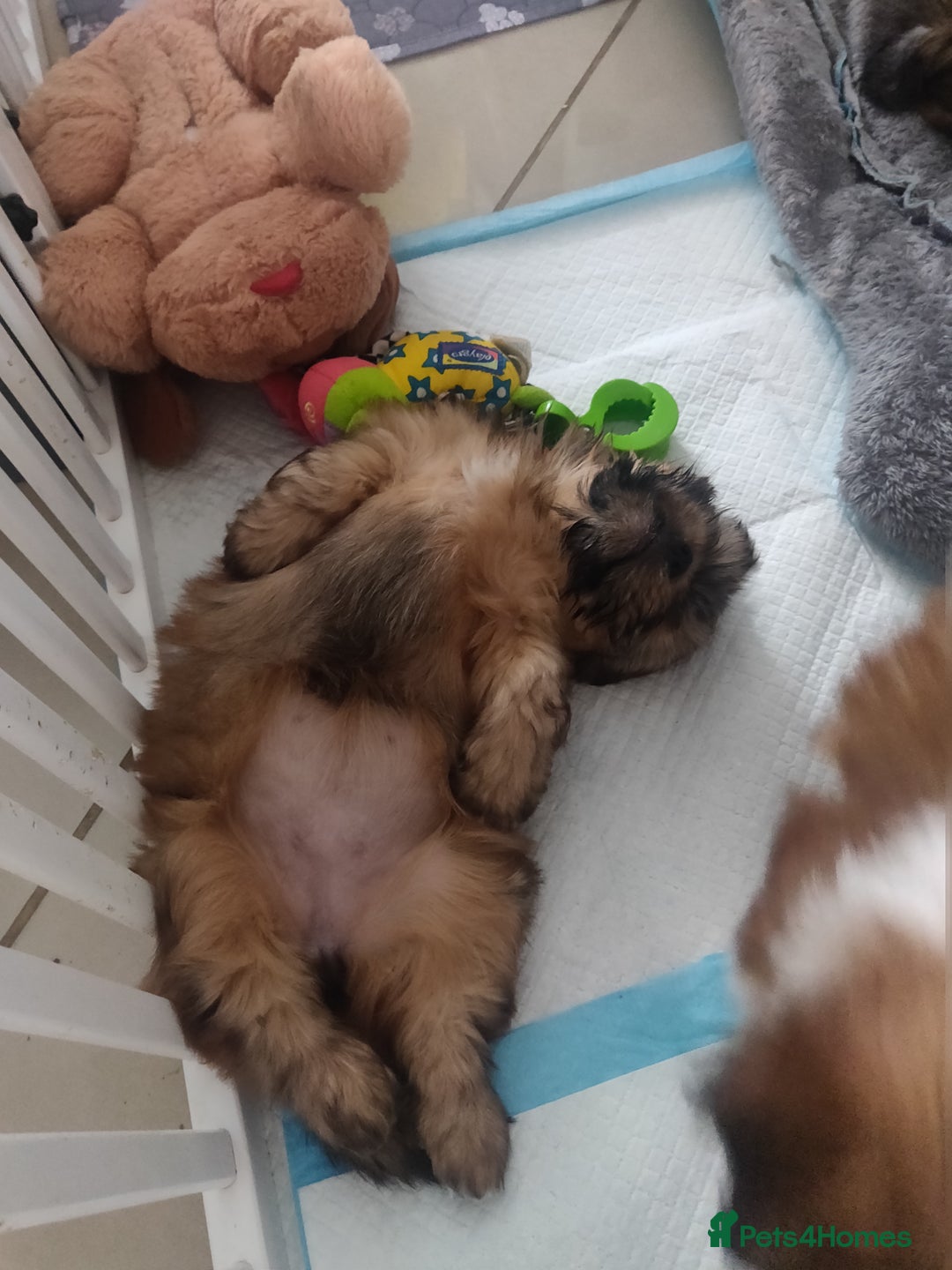 Shih Tzu dogs for sale: SHIH TZU STANDARD - PURE BREED  - Advert 6