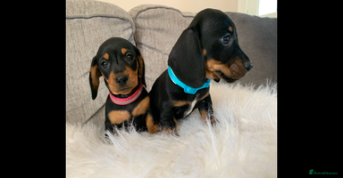 Miniature Dachshund dogs - Advert 7
