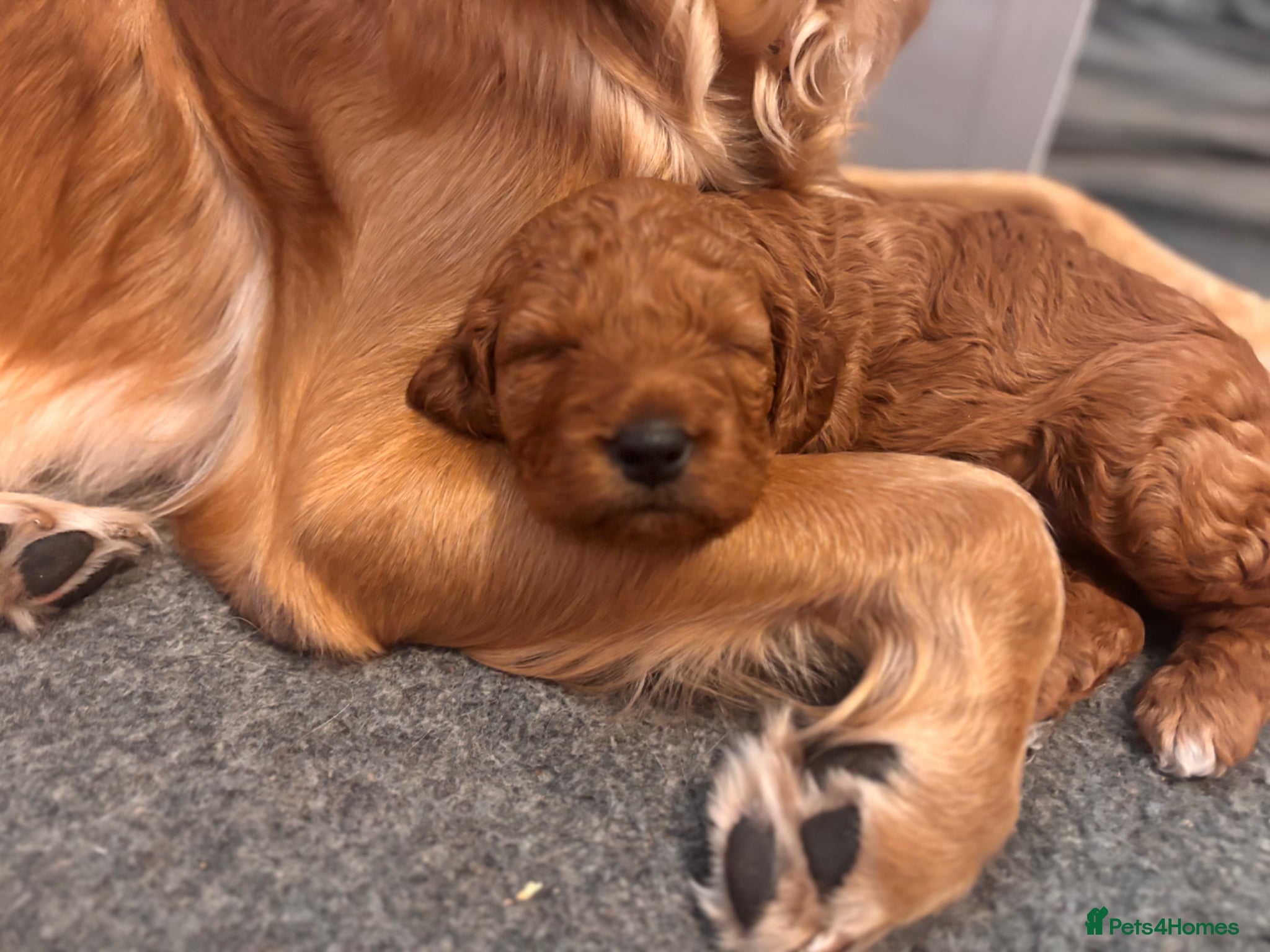 Mini Goldendoodle dogs *Stunning Mini Goldendoodle-health tested parents* - Advert 1