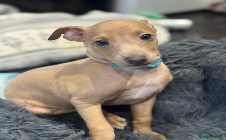 Italian Greyhound dogs - Advert 1