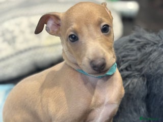 Italian Greyhound dogs - Advert 2