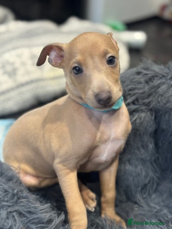 Italian Greyhound dogs - Advert 1