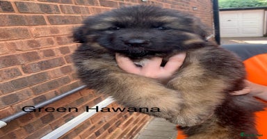 German Shepherd dogs - Advert 7