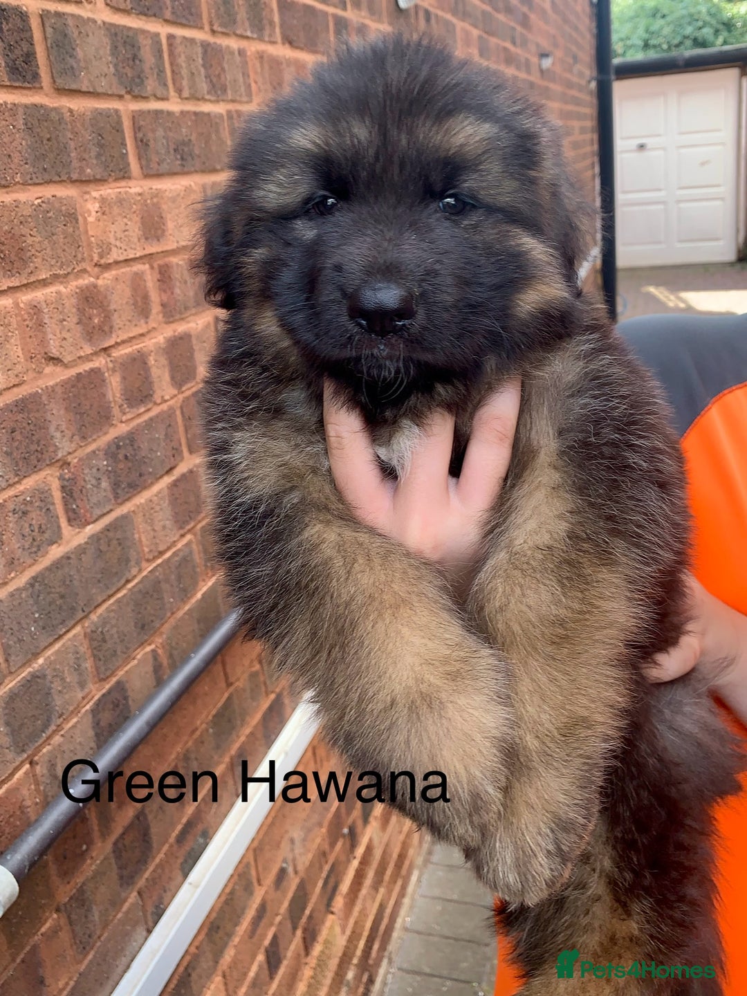 German Shepherd dogs for sale: Long Haired GSD Puppies. Only 1 boys LEFT!  - Image 2