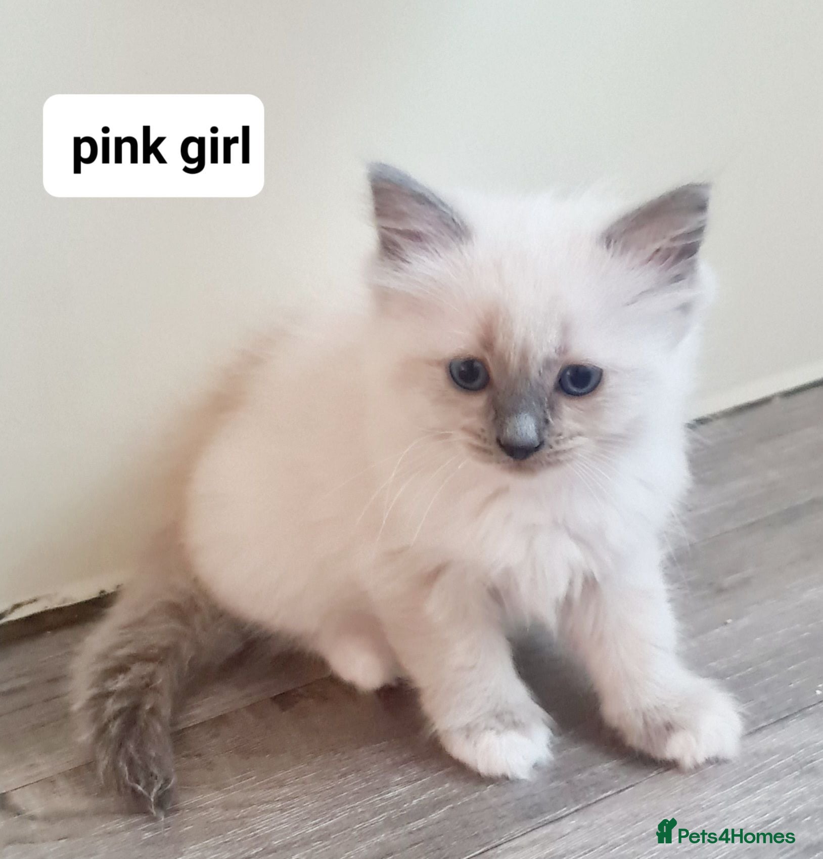 Ragdoll cats Pure ragdoll kitten  - Advert 1