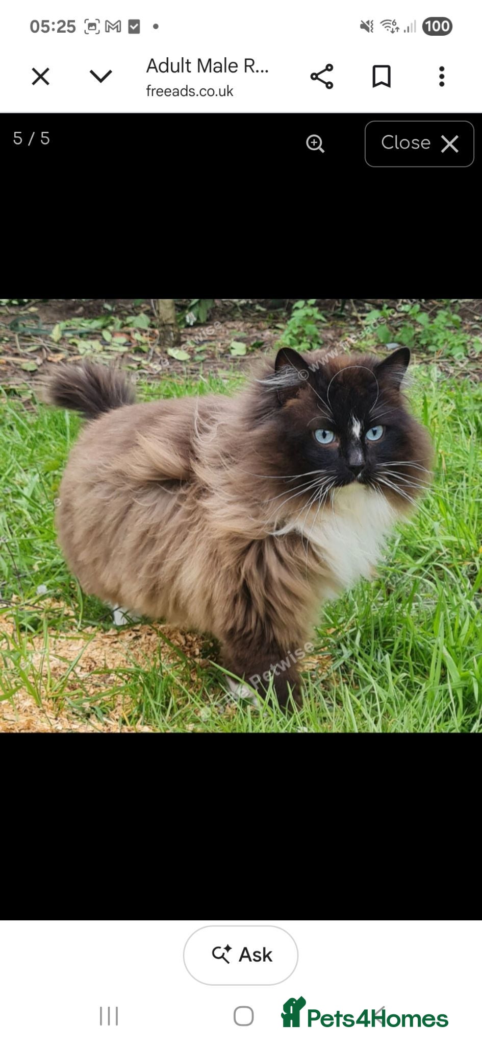 Ragdoll cats Male ragdoll - Advert 1