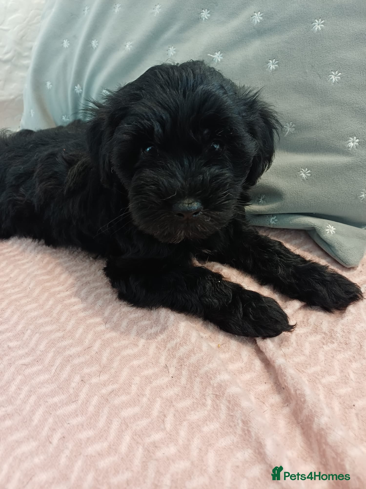 Schnoodle dogs Stunning Schnoodles  - Advert 10