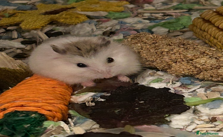 Hamster rodents - Advert 6