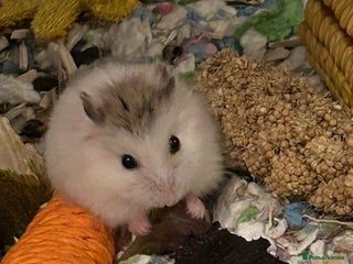 Hamster rodents - Advert 5