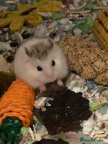 Hamster rodents - Advert 2