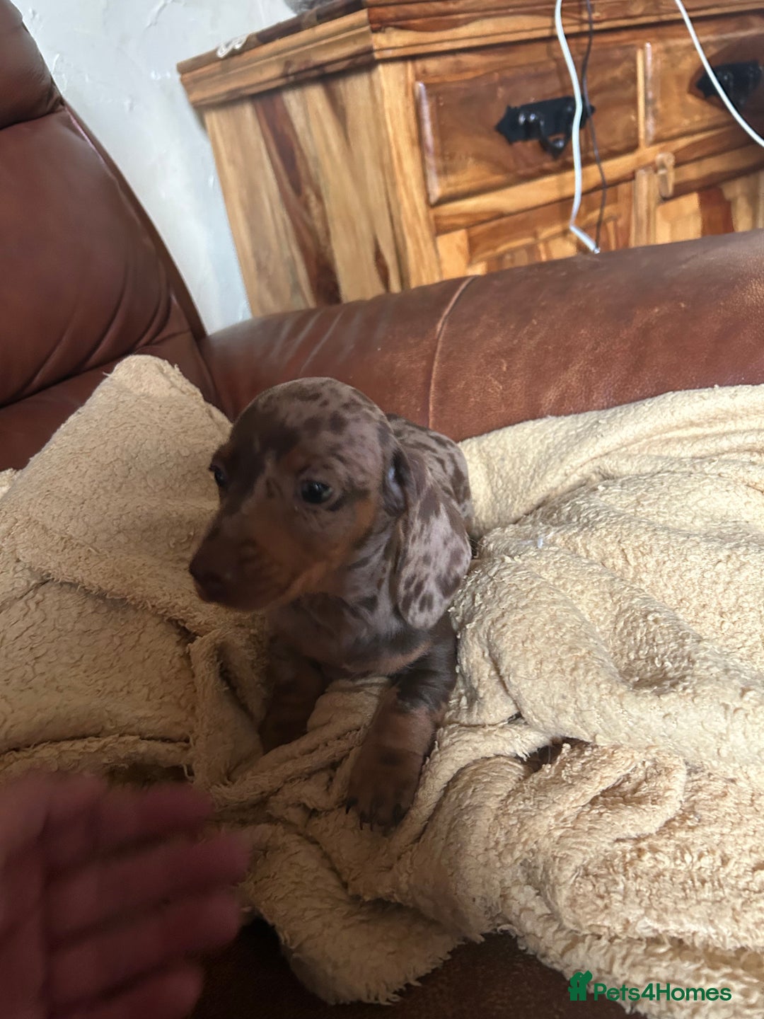 Miniature Dachshund dogs for sale: Miniature dachshund puppies  - Image 6