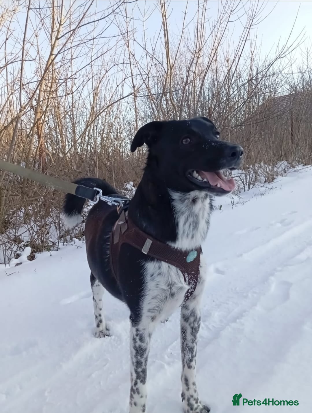 Mixed Breed dogs for adoption: 💖🐶 GEMMIE 🐶💖 - Advert 10