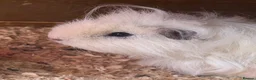 Guinea Pig rodents for sale: Rehoming my Guinea pigs  in Cardiff - Advert 5