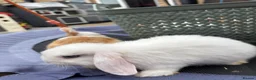 Mini Lop rabbits for sale: Pure breed Mini Lops  - Advert 23