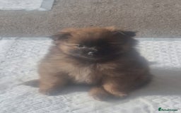 Pomeranian dogs for sale: Gorgeous Pomeranian puppies for sale - Image 3