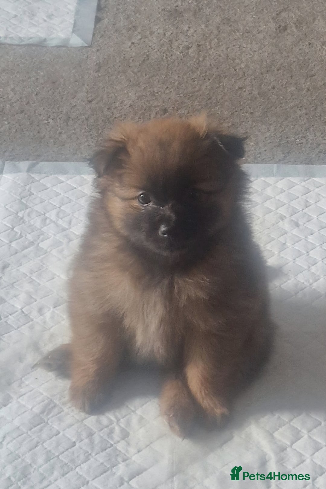 Pomeranian dogs for sale: Gorgeous Pomeranian puppies for sale - Image 3