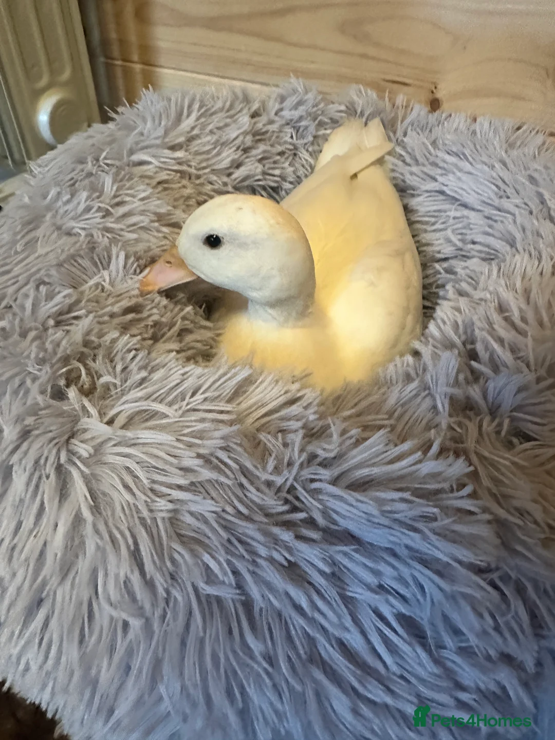 Ducks poultry for sale: Female Call Duck - Advert 2