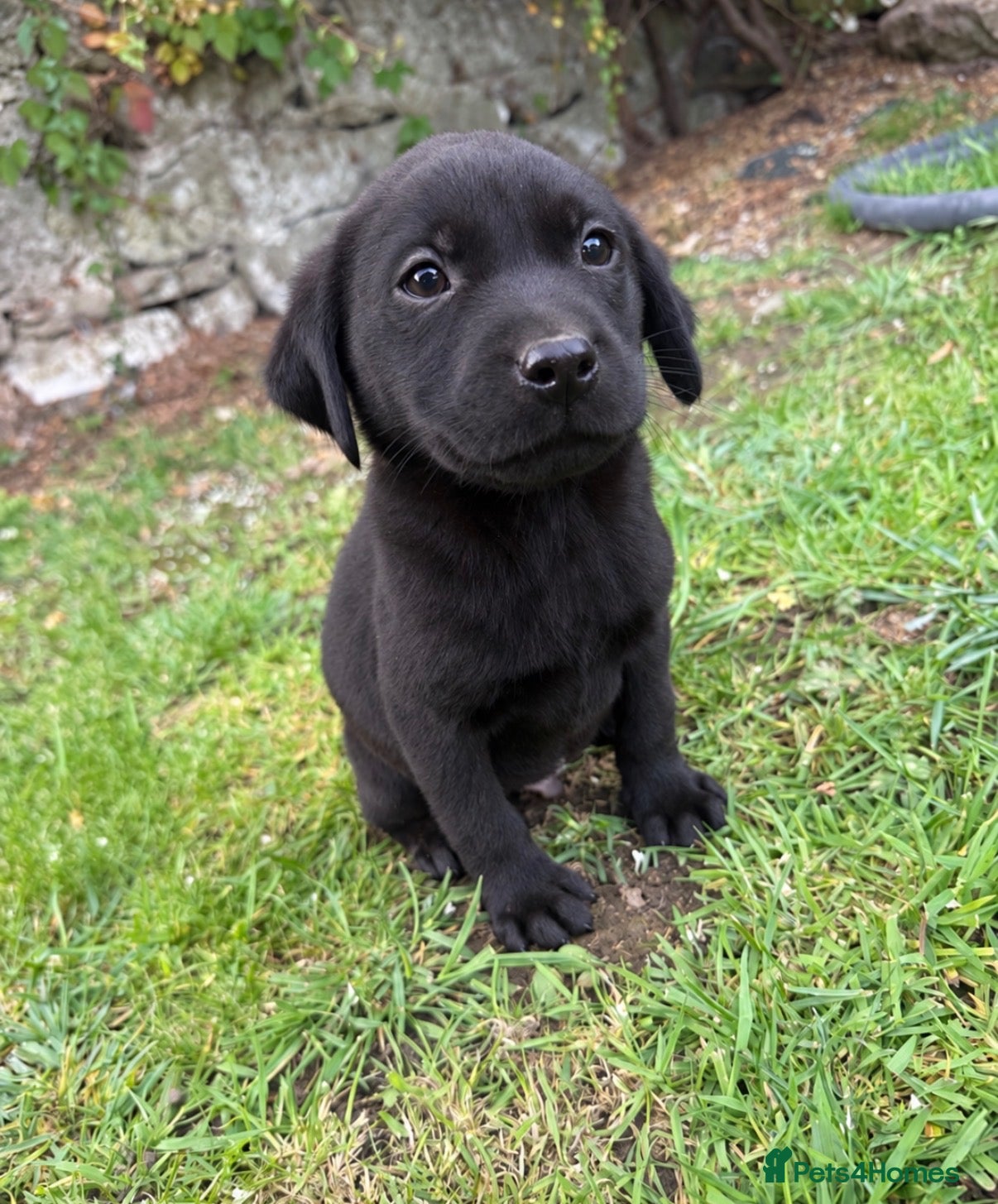 Labrador Retriever dogs Outstanding lab pup males  - Advert 3