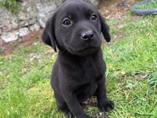 Labrador Retriever dogs Outstanding lab pup males - Advert 3