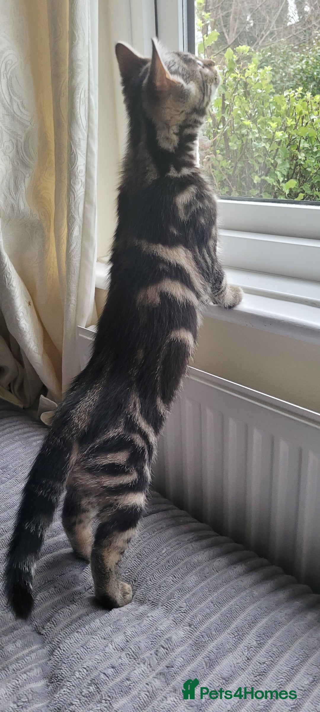 Domestic Shorthair cats for sale: Boy and girl adorable playful kittenns - Advert 12