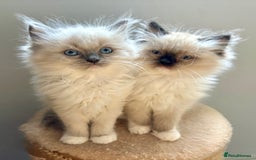 Ragdoll cats for sale: 4 Beautiful Female Ragdoll kittens for sale  - Image 8
