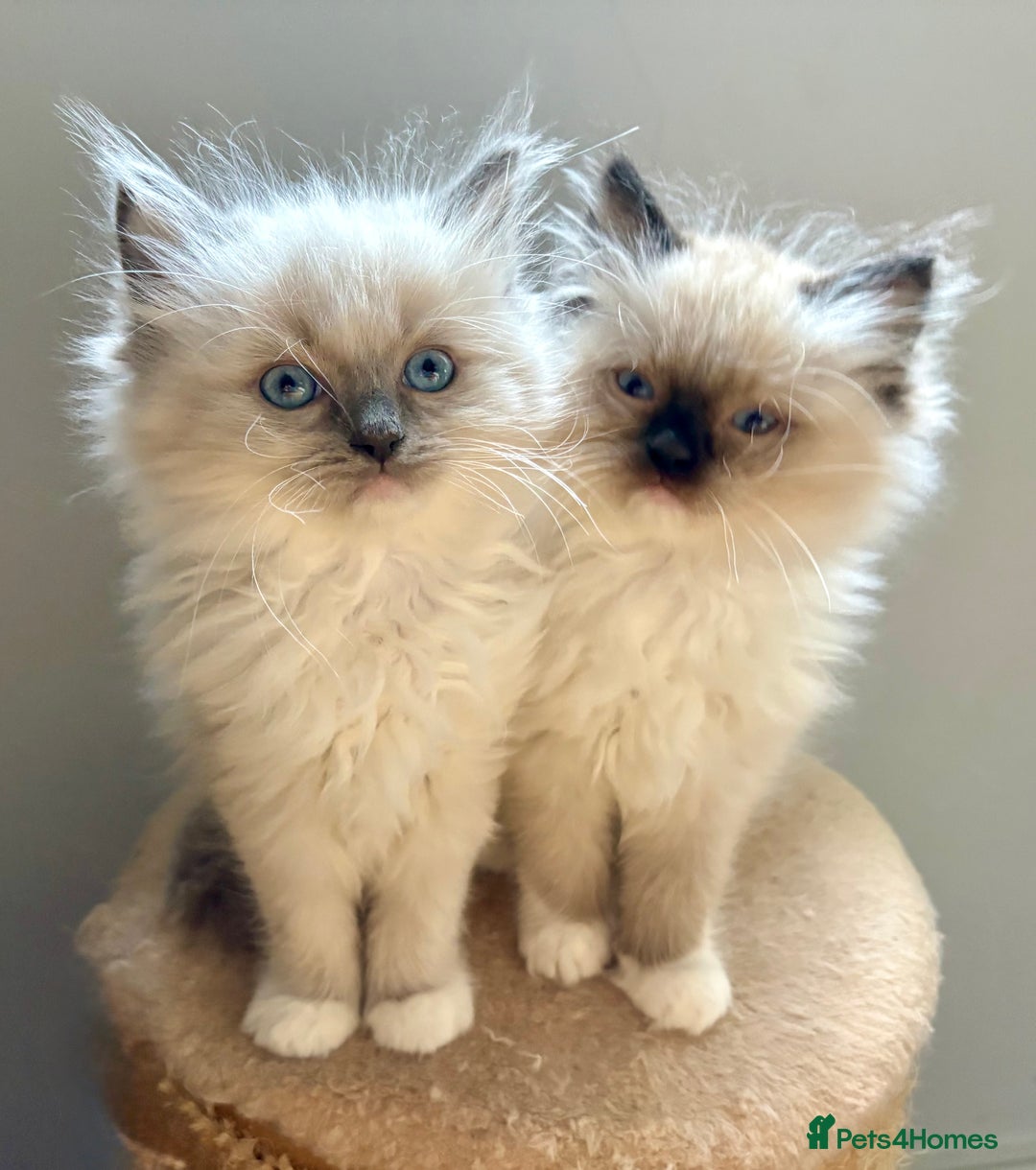 Ragdoll cats for sale: 4 Beautiful Female Ragdoll kittens for sale  - Image 8