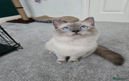 Ragdoll cats for sale: Blue point ragdoll female for sale 🩷 - Image 3