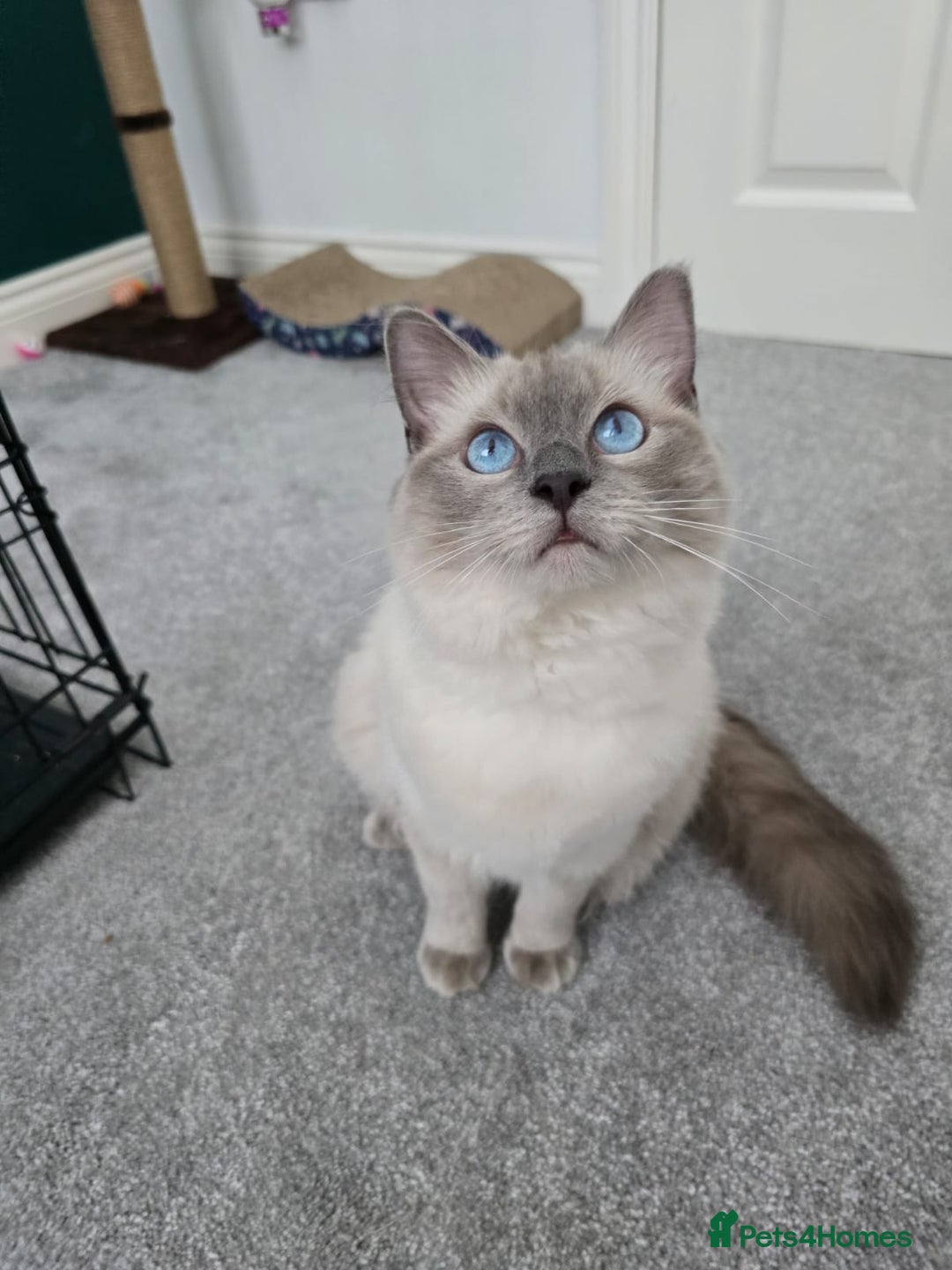 Ragdoll cats for sale: Blue point ragdoll female for sale 🩷 - Image 3