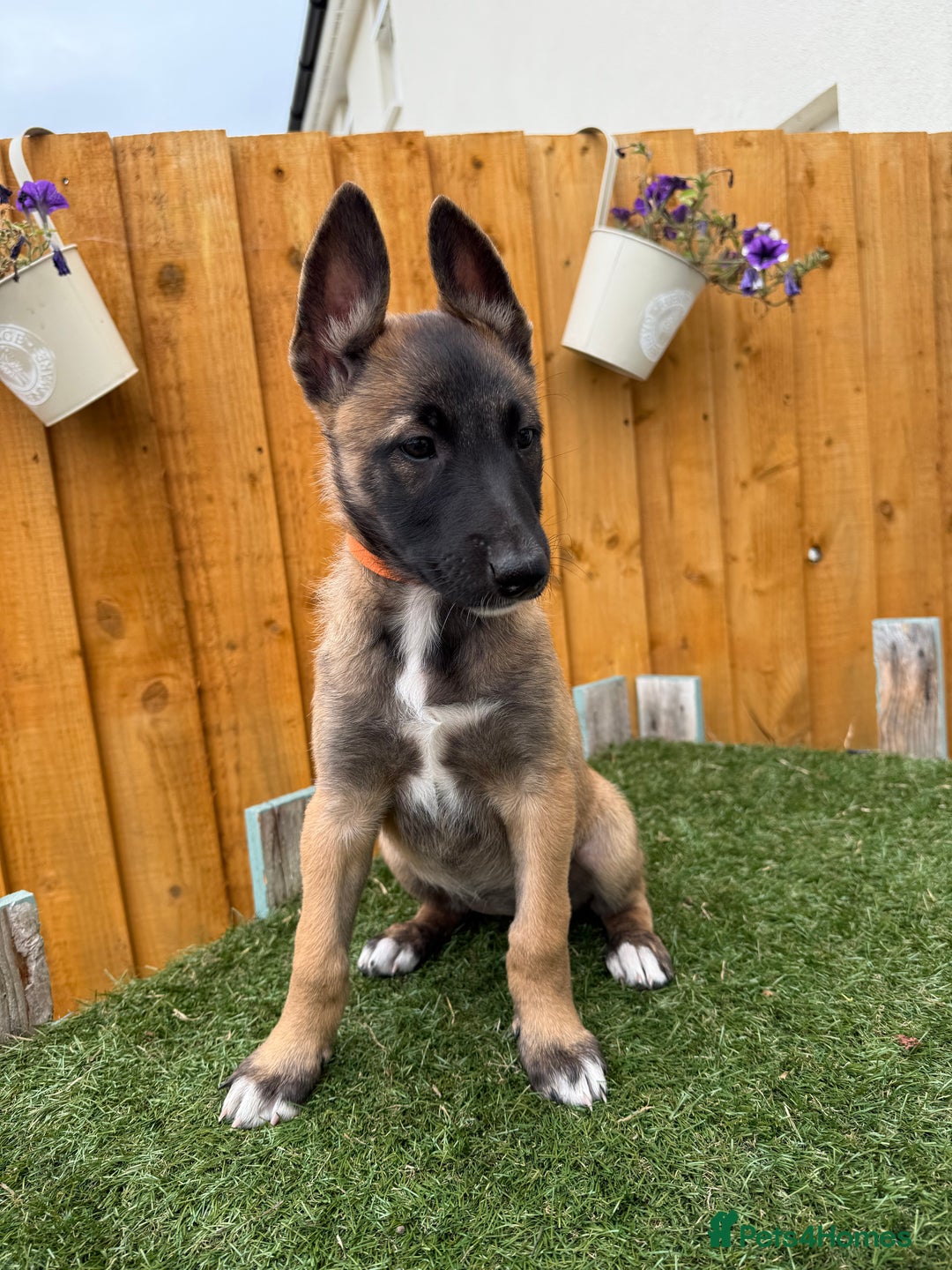 Belgian Shepherd Dog dogs for sale: Belgian Malinois puppies🐾 - Image 30