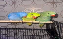 Ringnecks birds for sale: Indianecks  - Image 4
