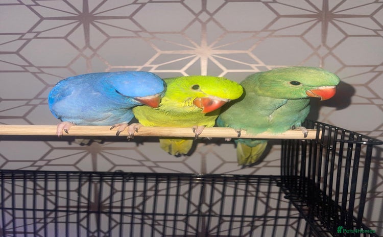 Ringnecks birds - Advert 4