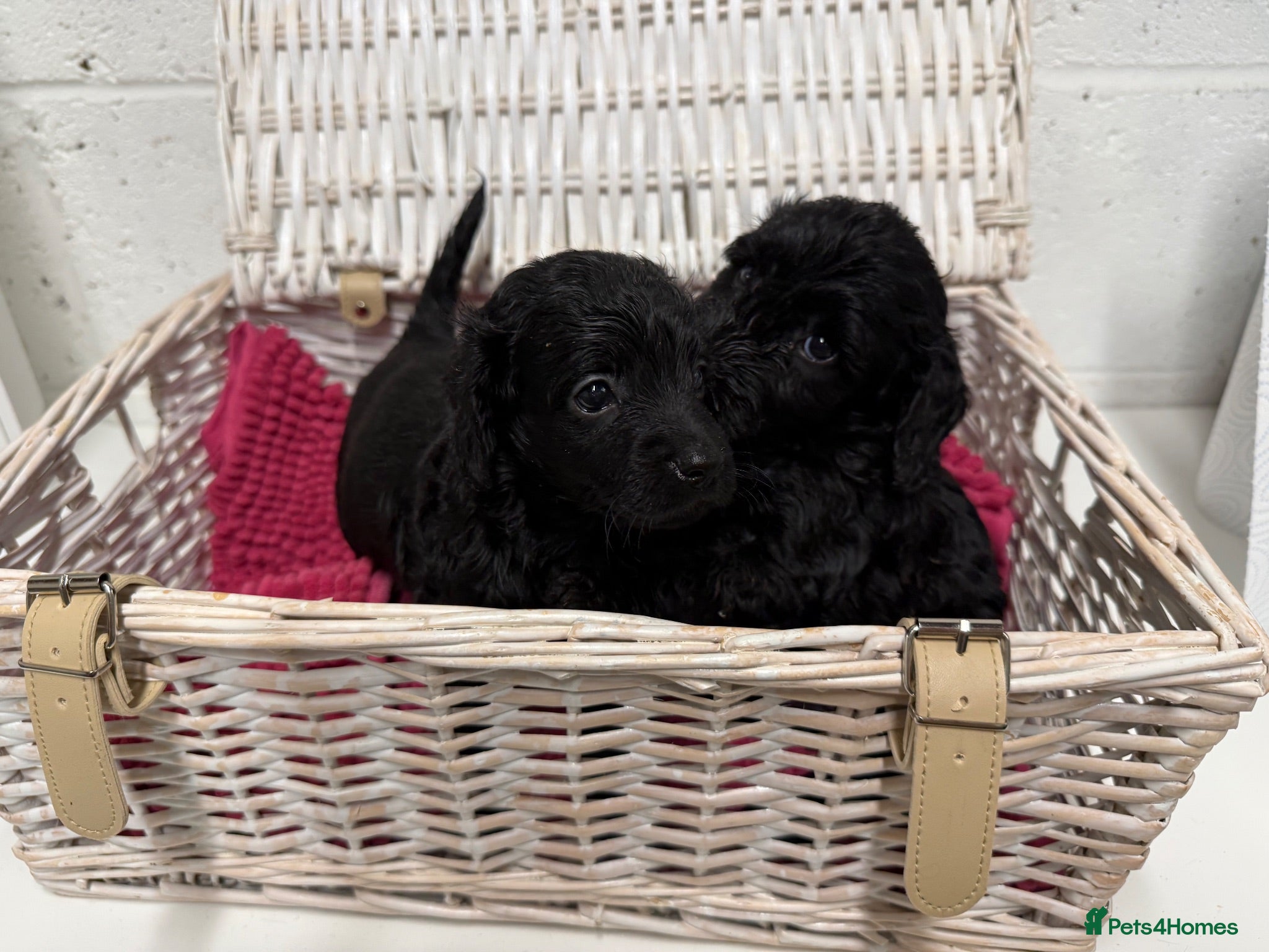 Cockapoo dogs Stunning Cockapoo Puppies - Only 2 Puppies Left  - Advert 2