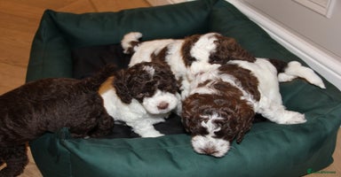 Mixed Breed dogs Cockapoo - Bernedoodle Pup for sale - Advert 5