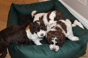 Mixed Breed dogs Cockapoo - Bernedoodle Pup for sale - Advert 16