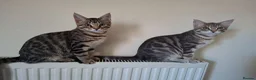 Mixed Breed cats for sale: Last 2 big boys, bengal ( mum Maine Coon) - Advert 5