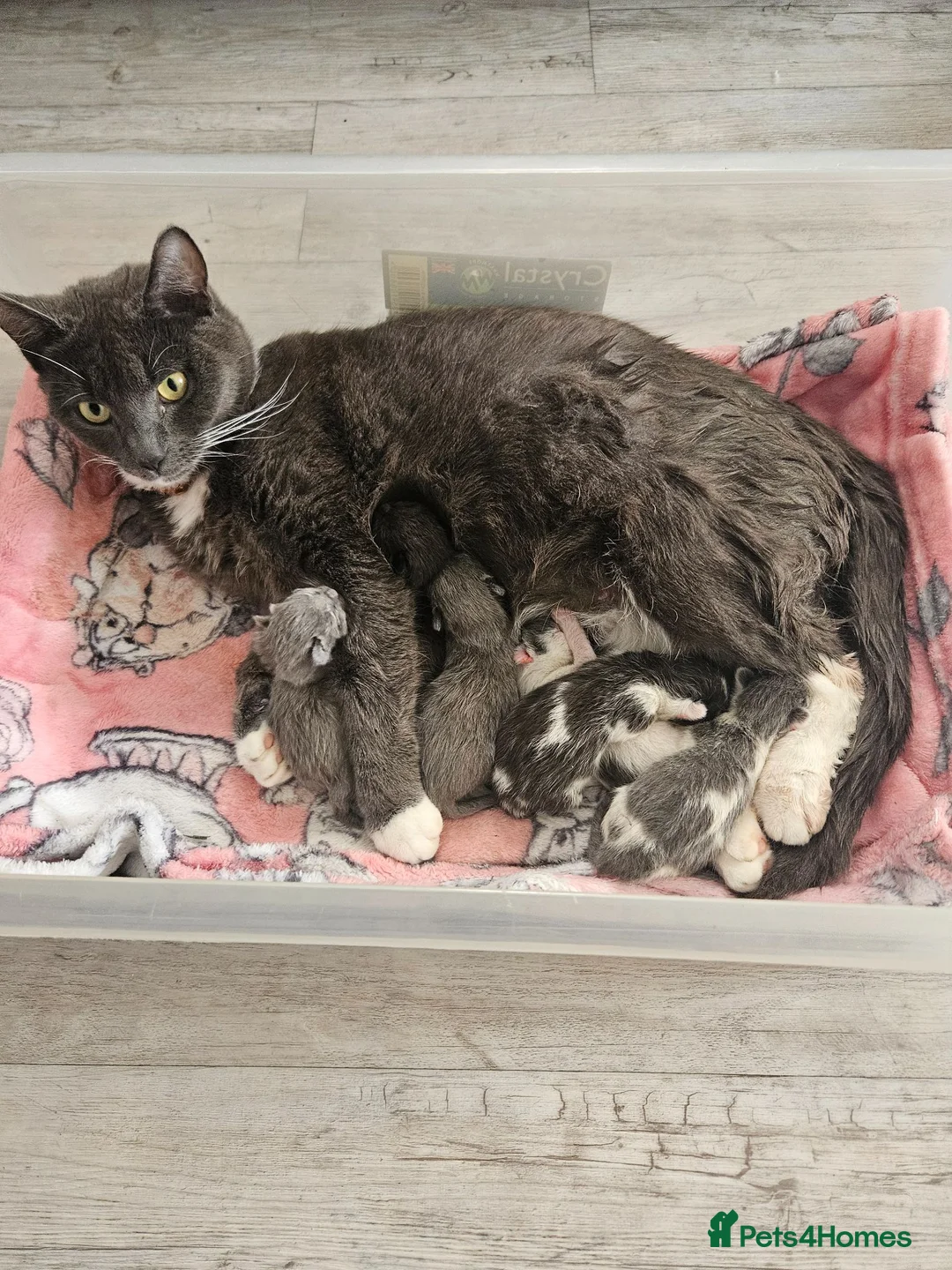Mixed Breed cats for sale: 5 beautiful kittens - Advert 1