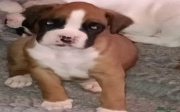Boxer dogs for sale: Beautiful litter of six - Advert 17