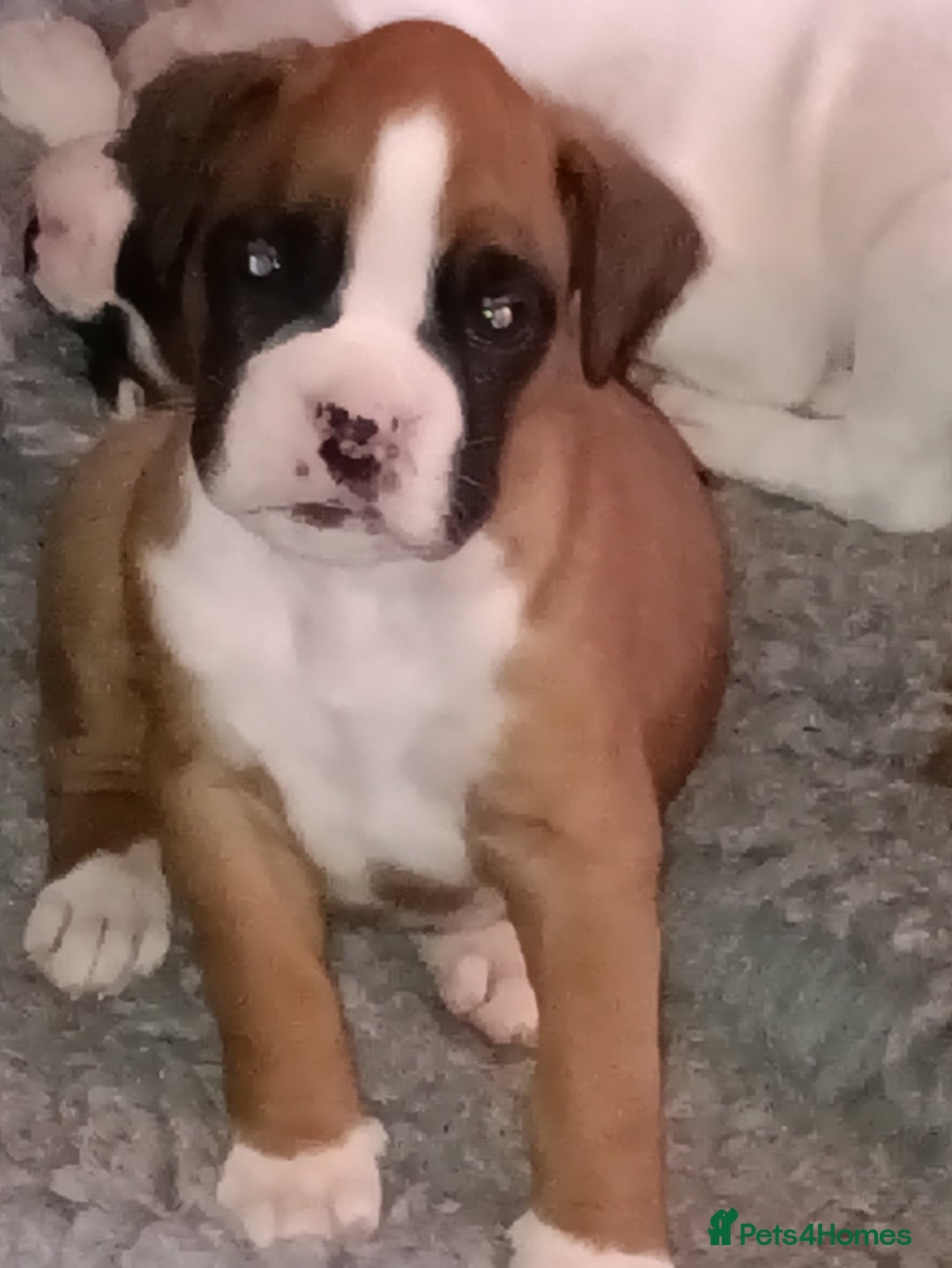 Boxer dogs for sale: Beautiful litter of six - Advert 17