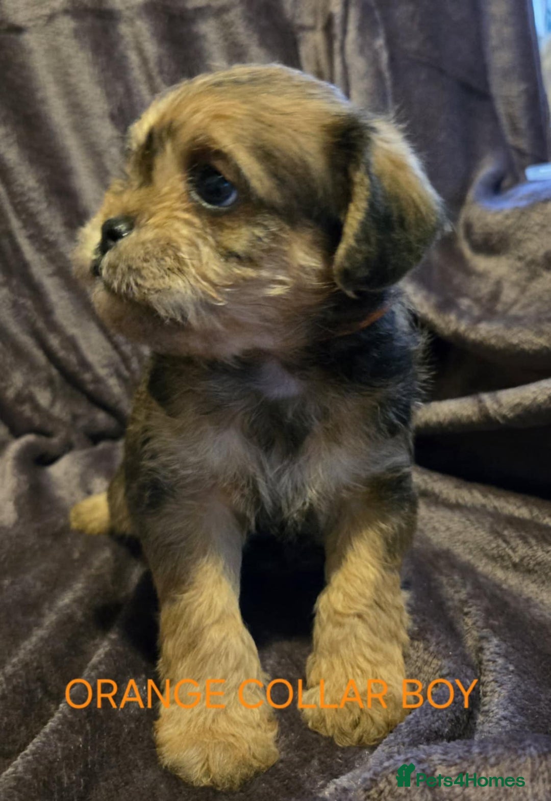 Miniature Poodle dogs for stud: KC phantom miniature poodle stud health tested in Thetford - Image 10
