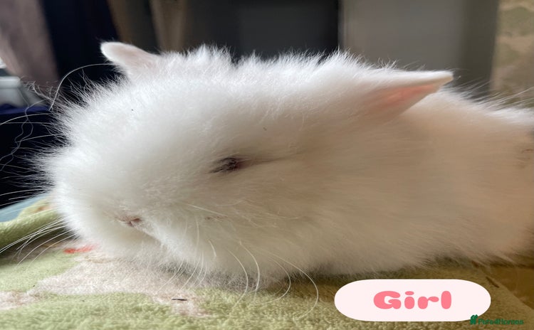 Lionhead rabbits - Advert 3
