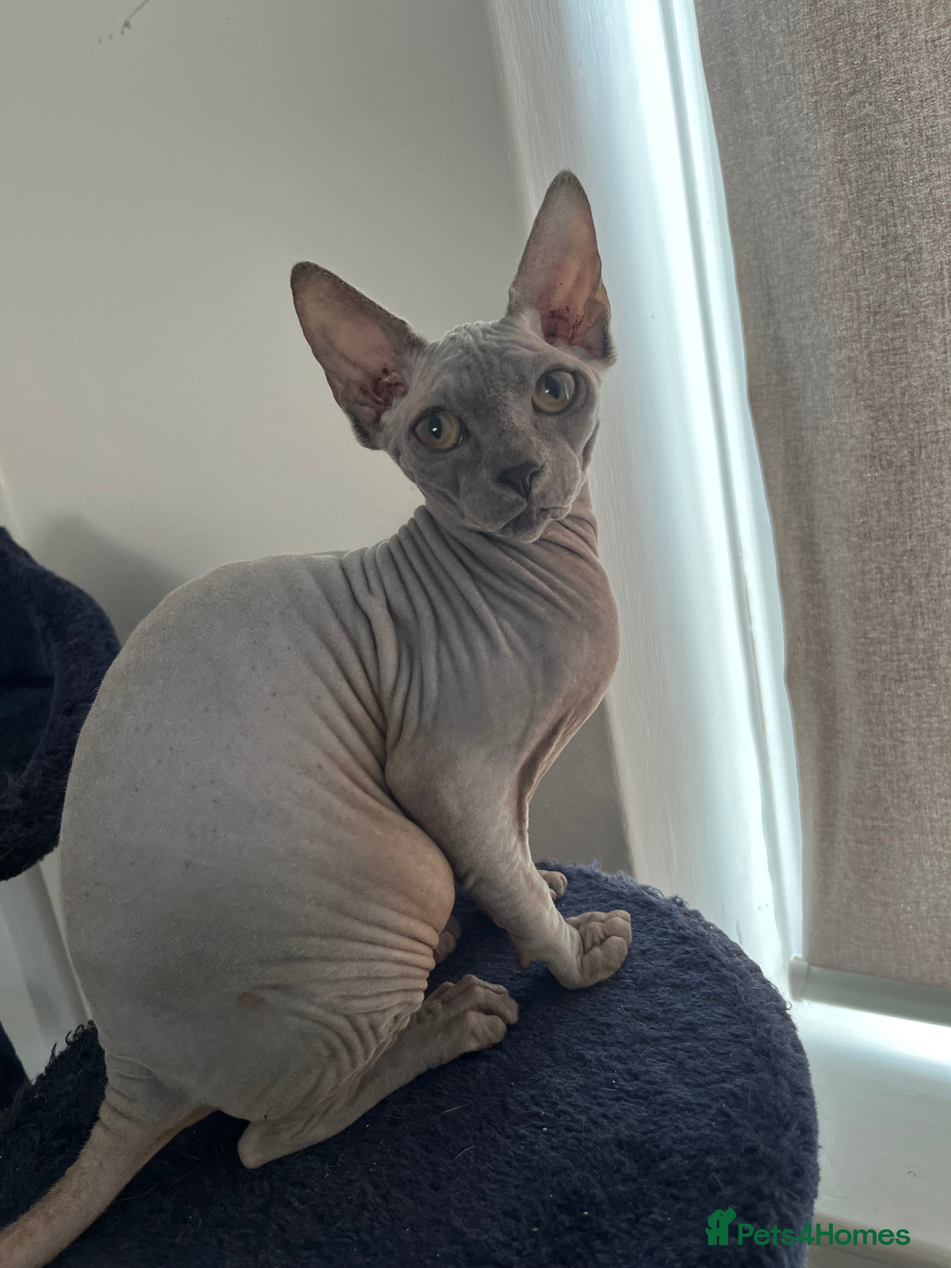 Sphynx cats Sphynx kittens due-Taking Expressions of Interest - Advert 2